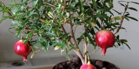 Pravilna njega sobnog nara kod kuće